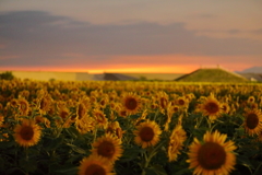 夕暮れのひまわり③