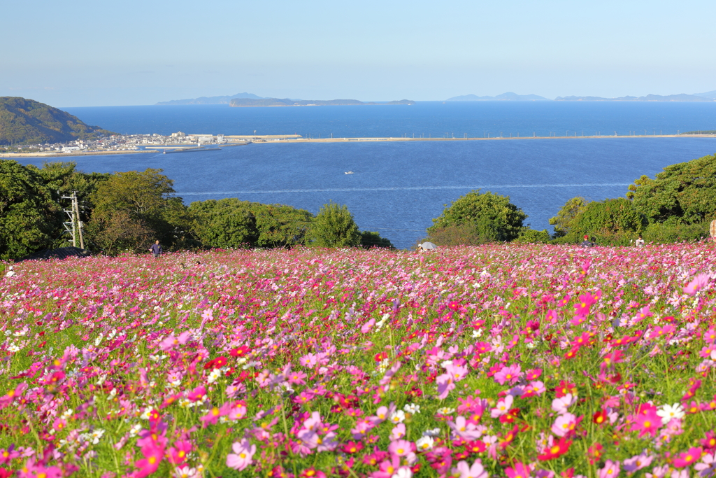 能古島　コスモス