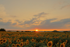 夕暮れのひまわり