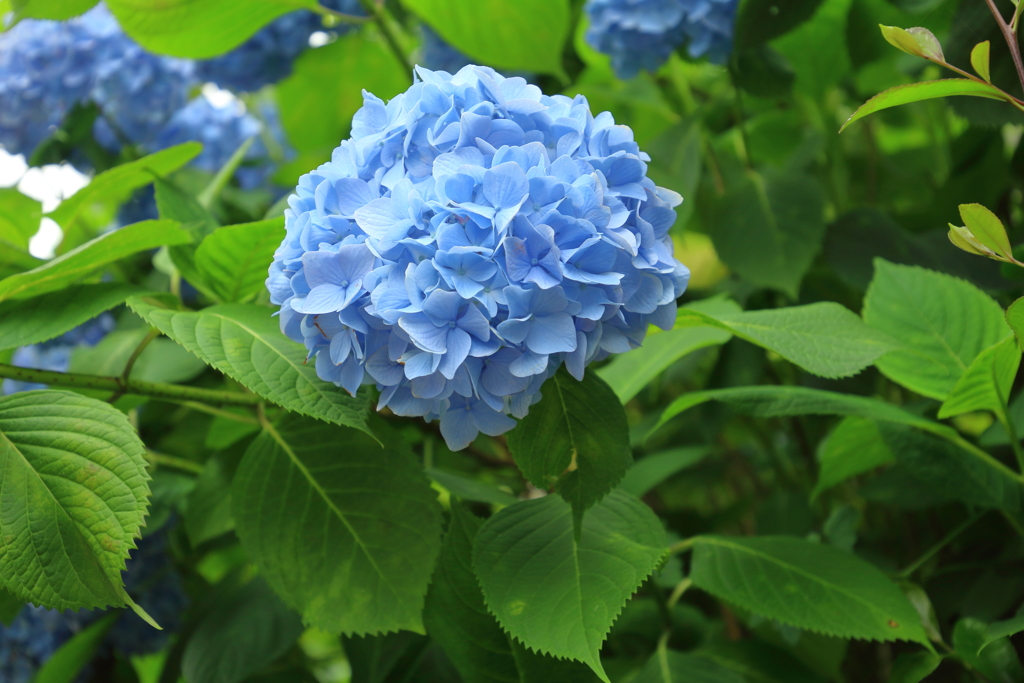 紫陽花
