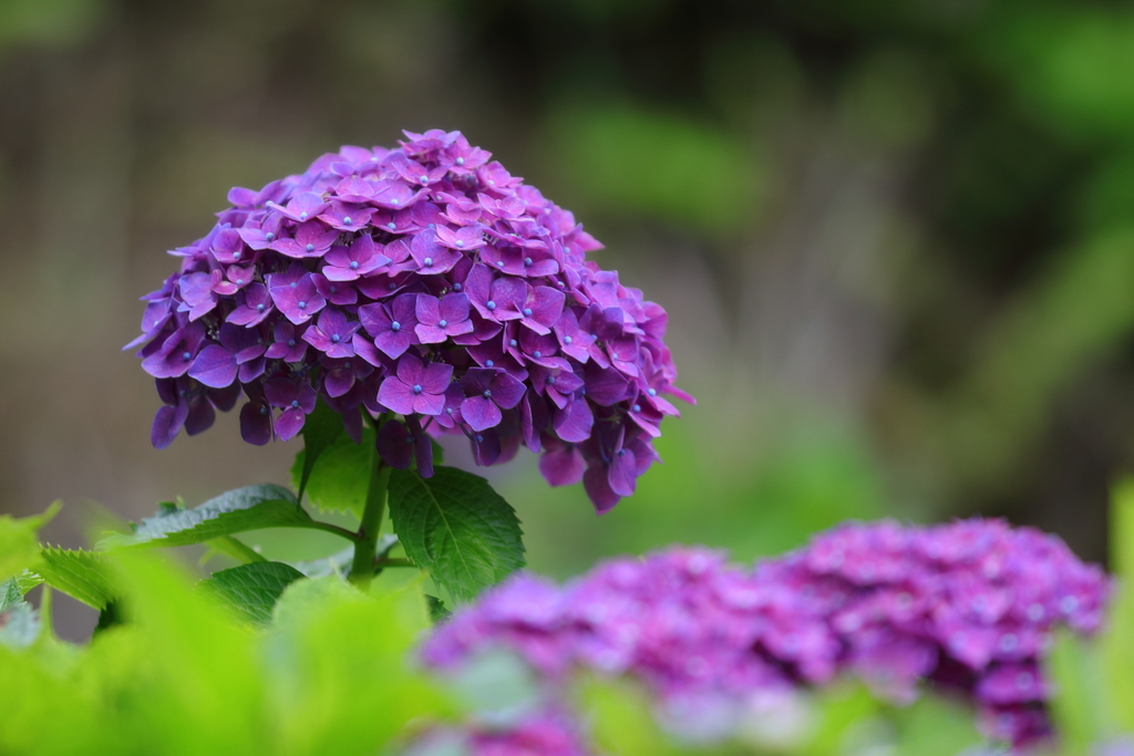 紫陽花②
