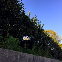 へそ曲がり