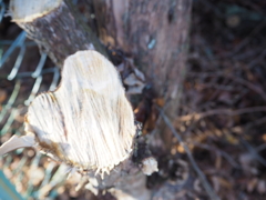 A3E209B0-BAA3-430E-BDFE-B35B3C3053A9