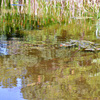 葦の池