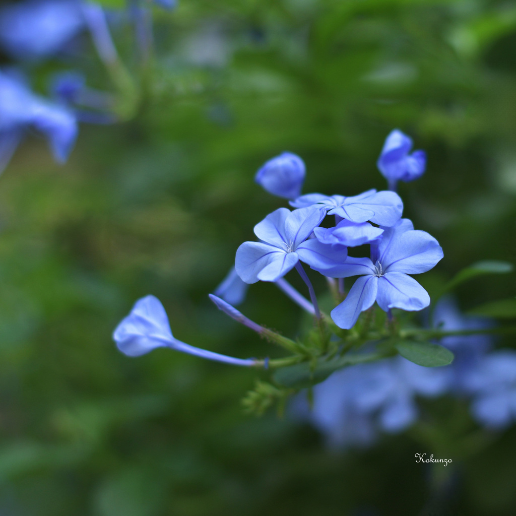 幸せの青い花