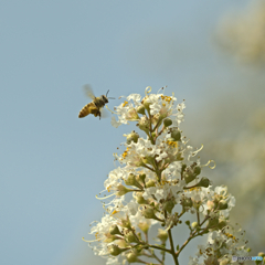 ミツバチのホバリング
