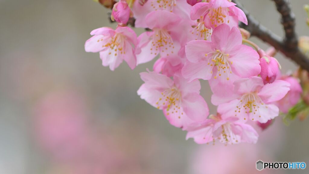 河津桜