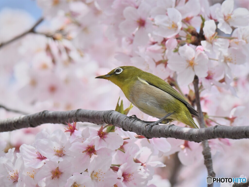 目移り