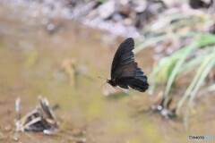 黒毛和蝶