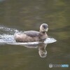 カイツブリ