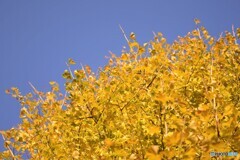 秋空と銀杏のコラボレーション