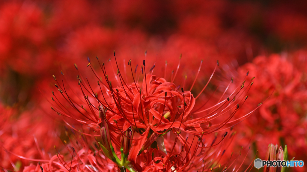 情熱の花♬