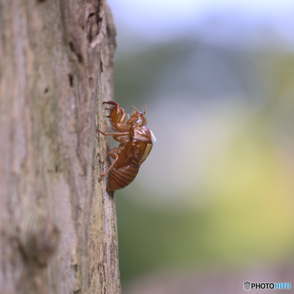 うつせみ by Kokunzo （ID：9770745） 写真共有サイトPHOTOHITO