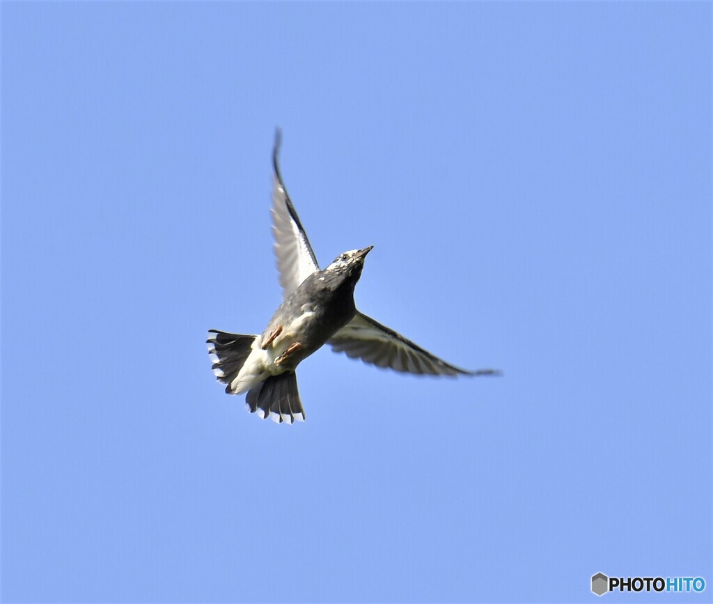 空中に飛び出したムクドリ