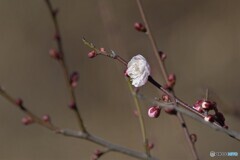 梅の開花