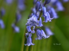 幸せの青い花
