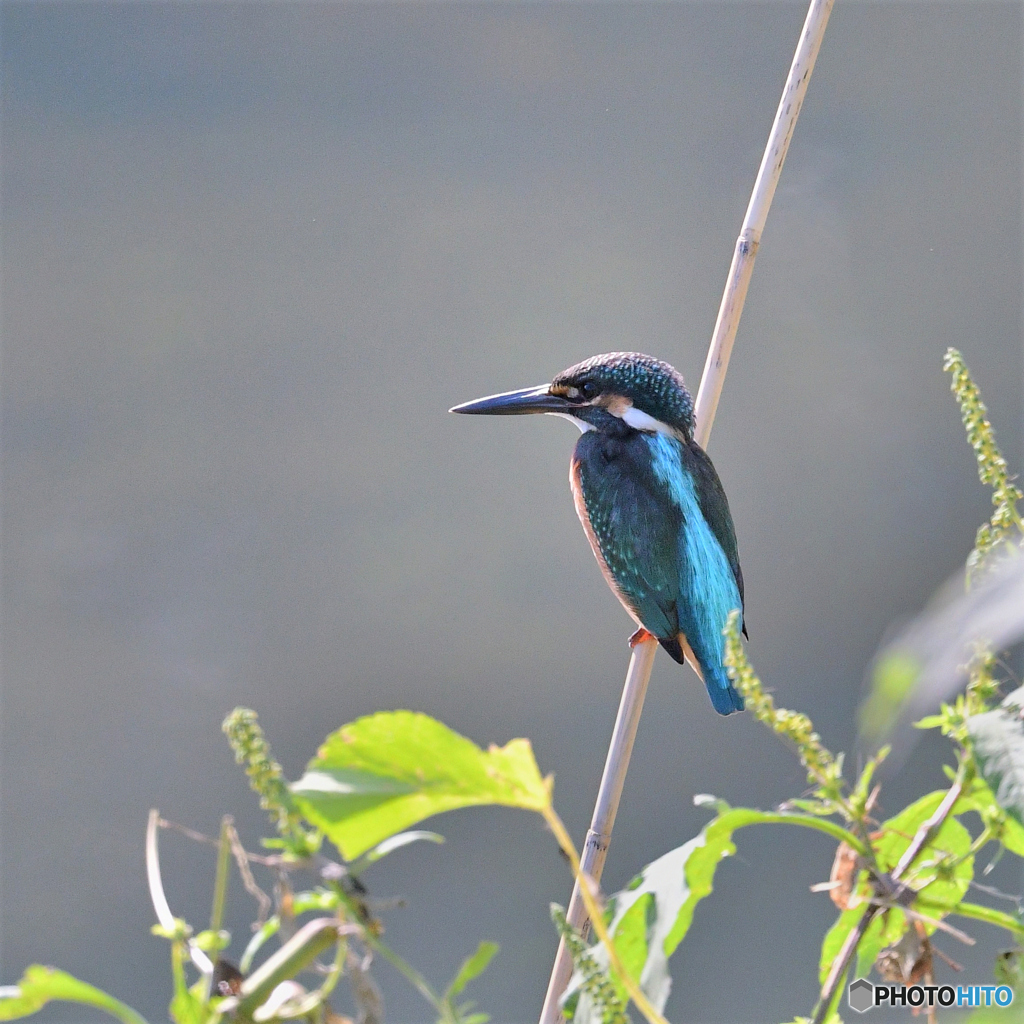 今朝のカワセミ