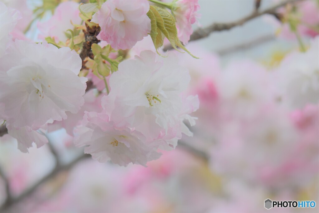 芯の強いさくらちゃん