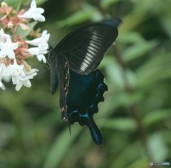 黒くシックなアゲハチョウ