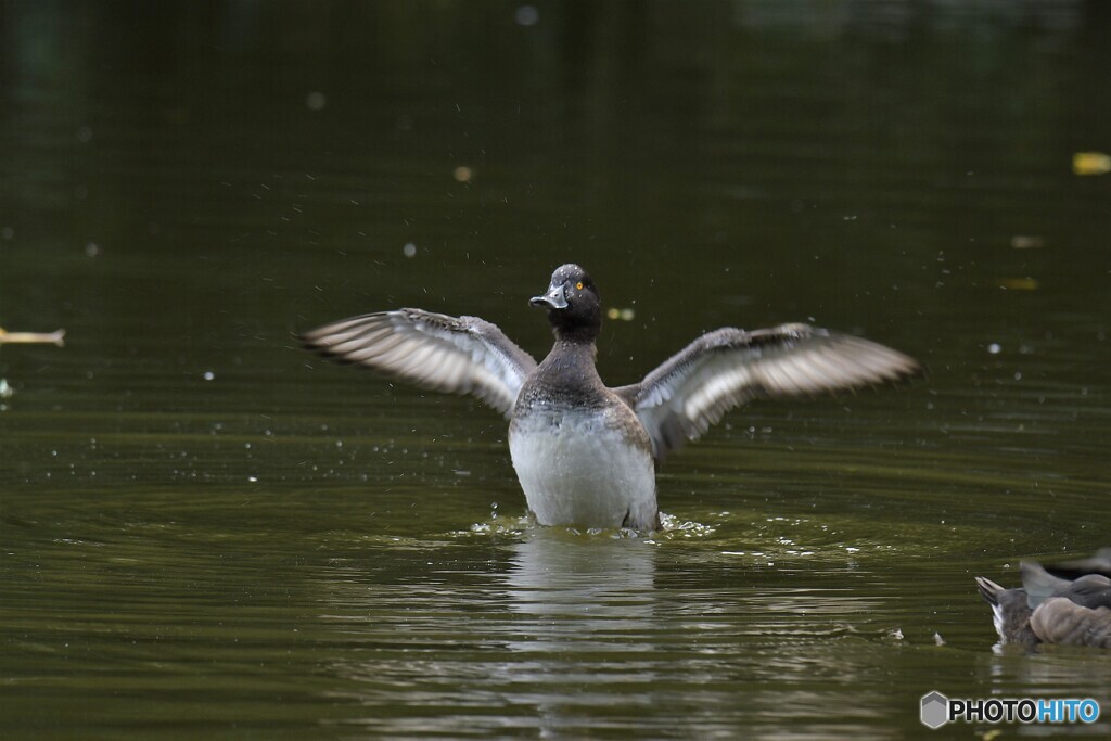 冬鳥キンクロさん