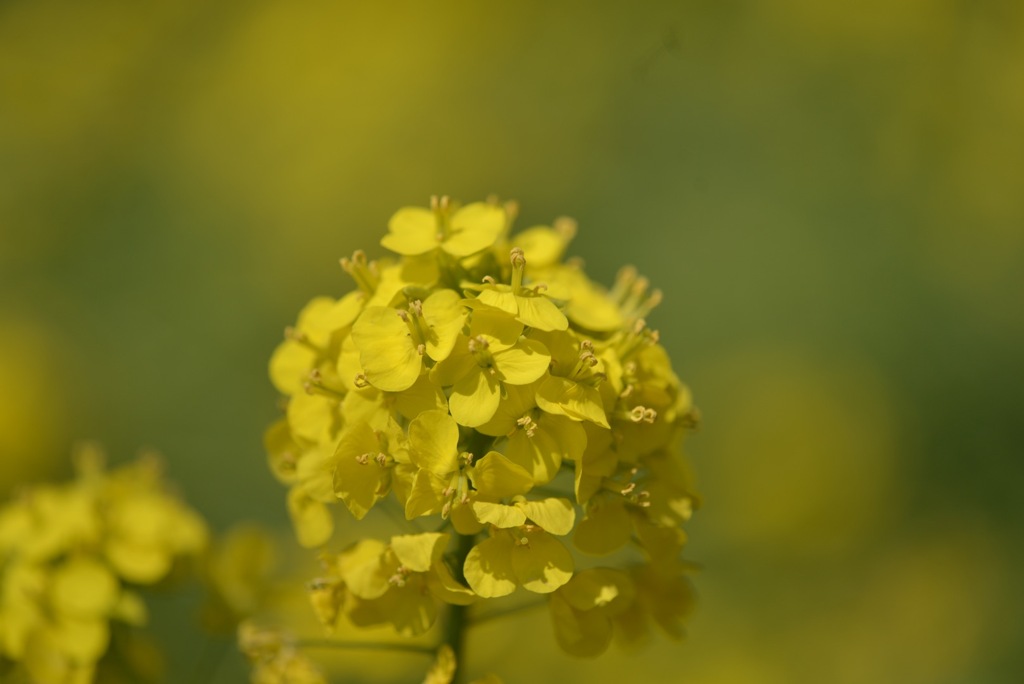 菜の花