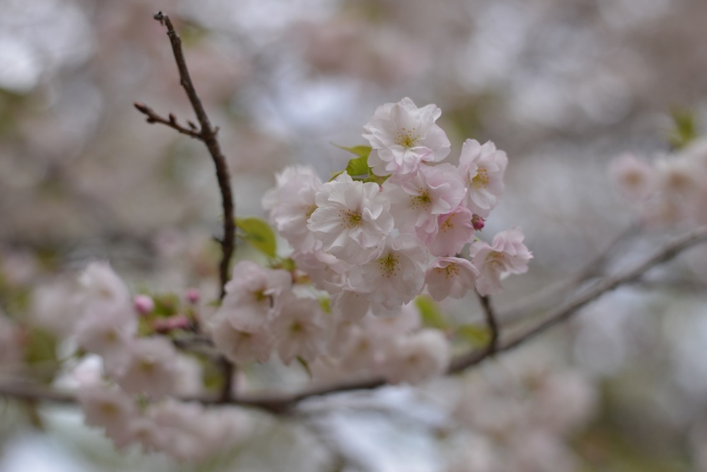 桜