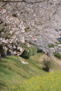 桜