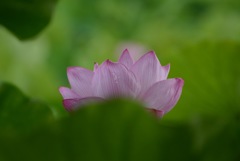 蓮 IMG_0913