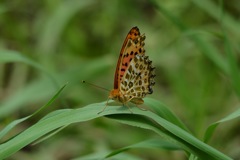 ヒョウモンチョウIMG_1537