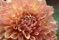 ダリアIMG_0163