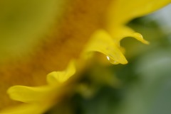 ひまわりIMG_1006
