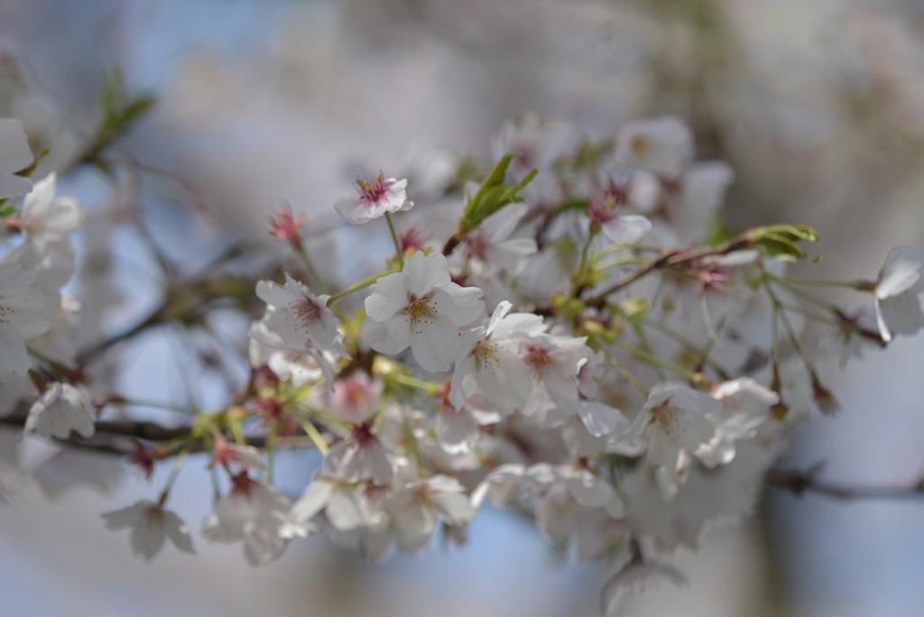 桜