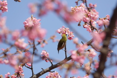 ウメジローはいずこ・・・