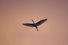 夕暮れに飛ぶ