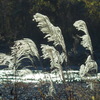 Silver grass