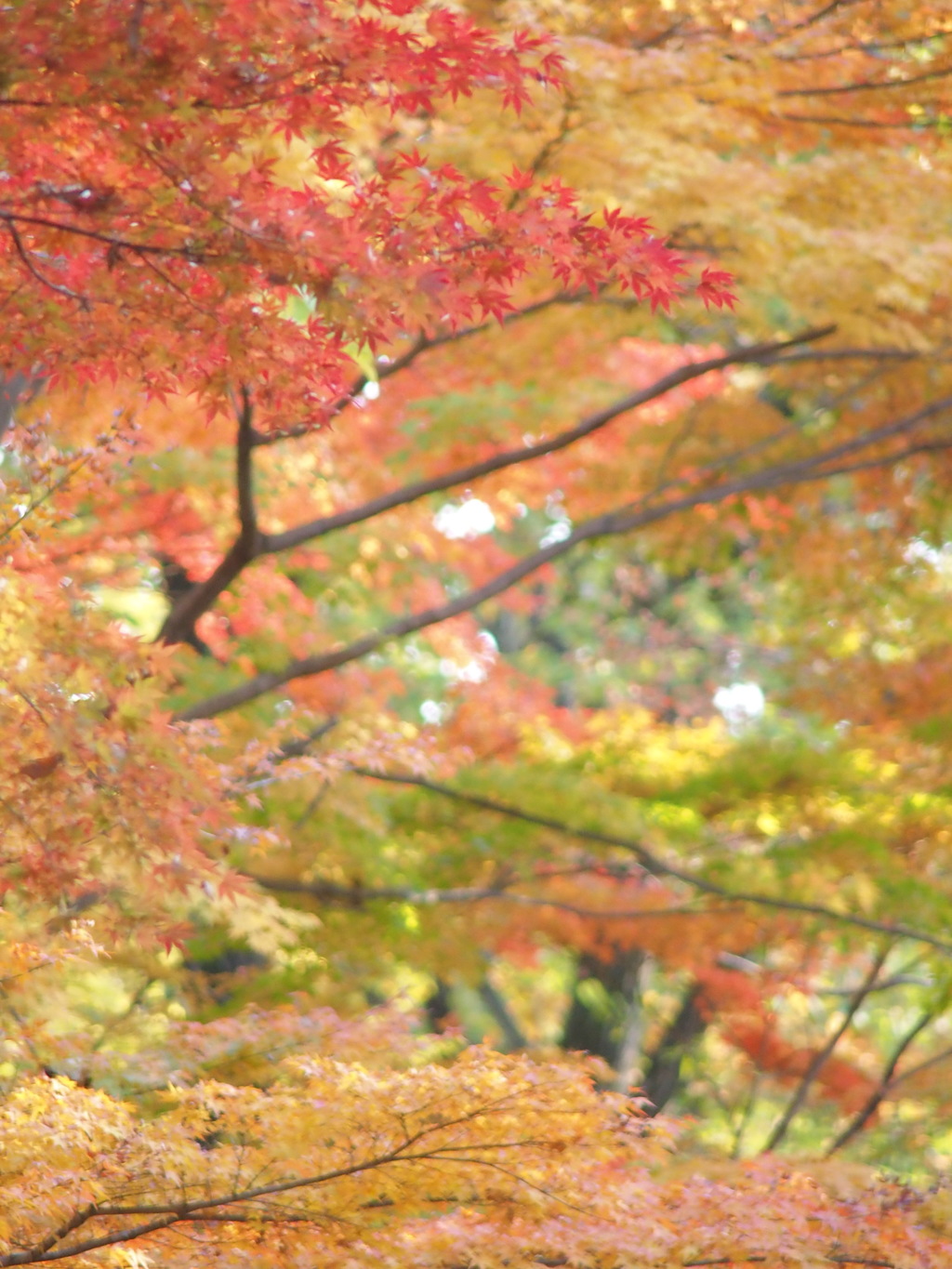 紅葉の錦