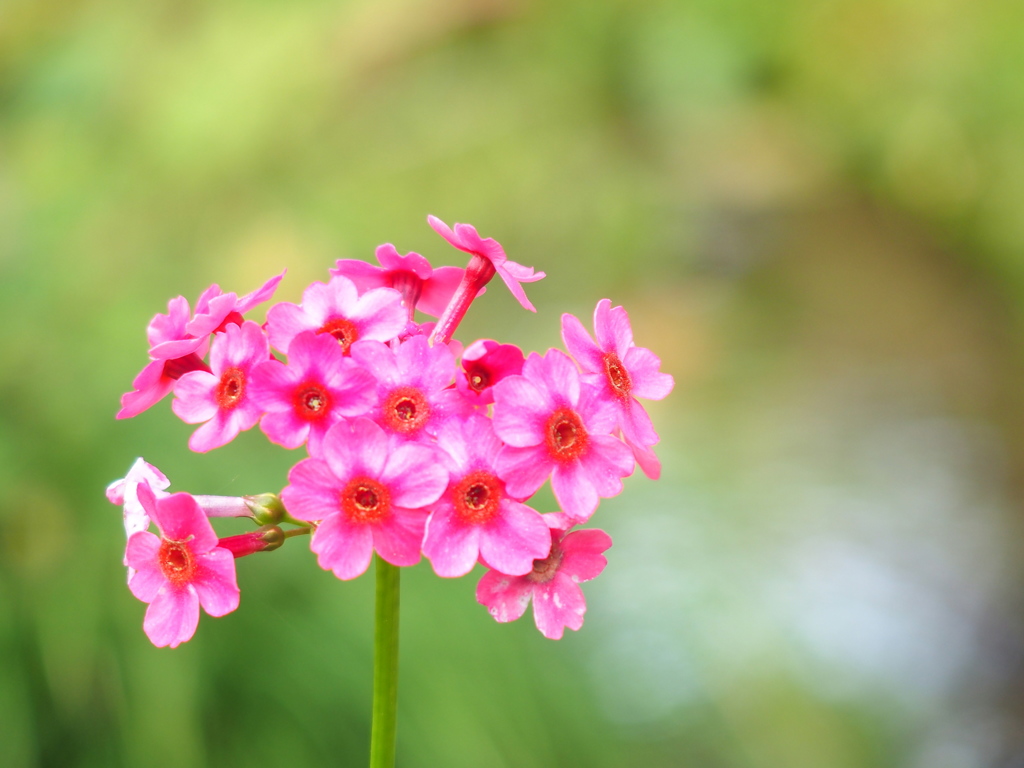 花魁?
