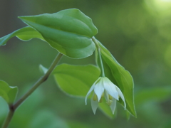 稚児百合