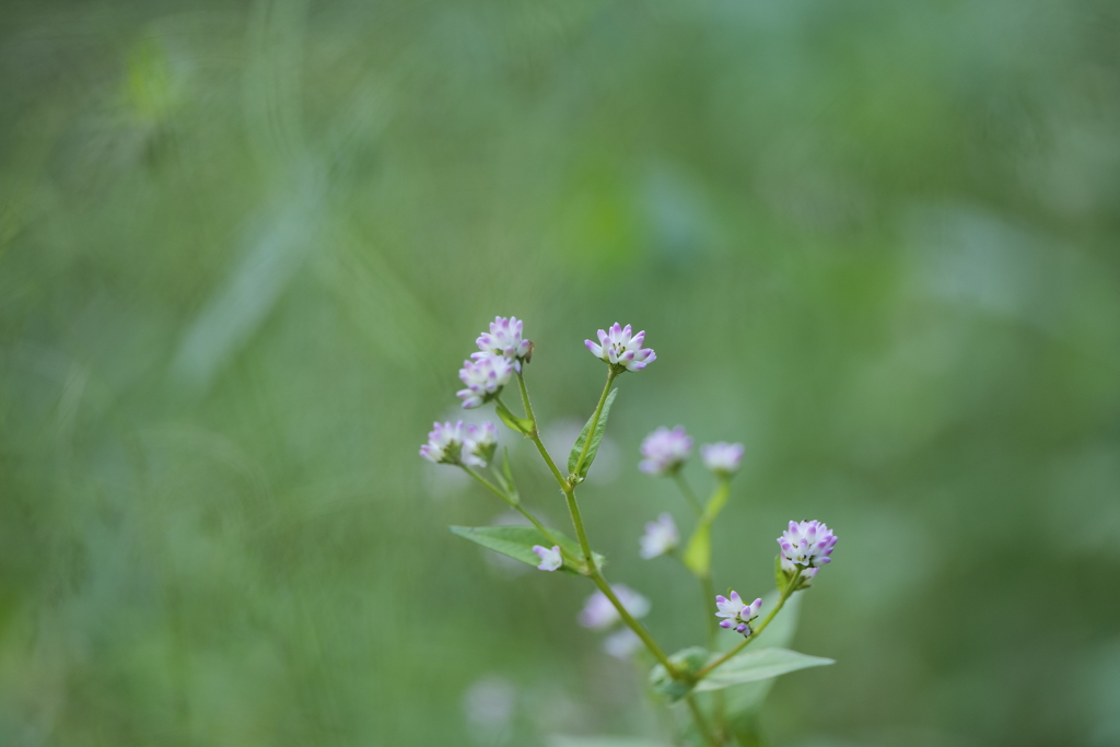 ミゾソバの花