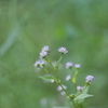ミゾソバの花