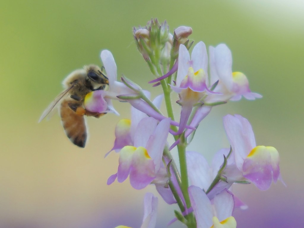 a taste of nectar