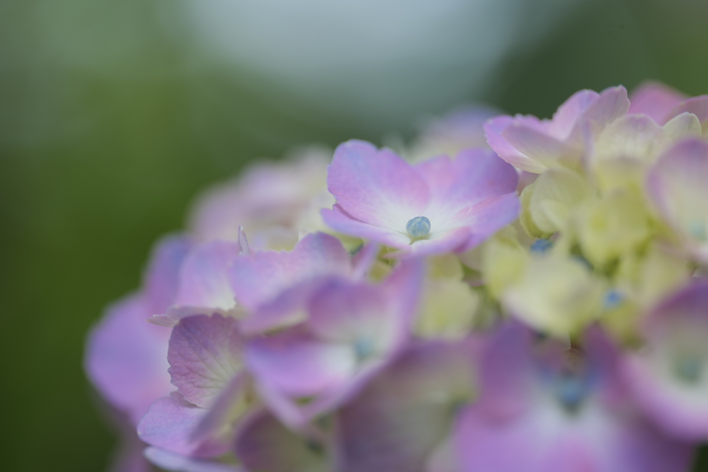 紫陽花（アジサイ）