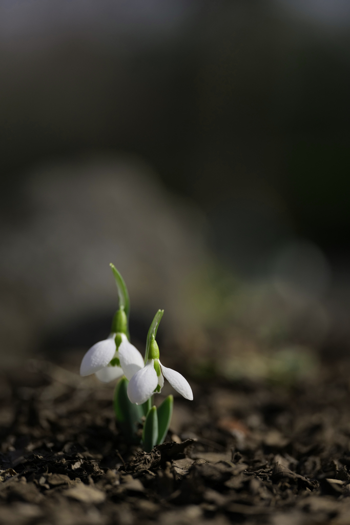 snowdrop