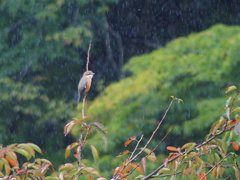 那須　お宿の窓から　その七