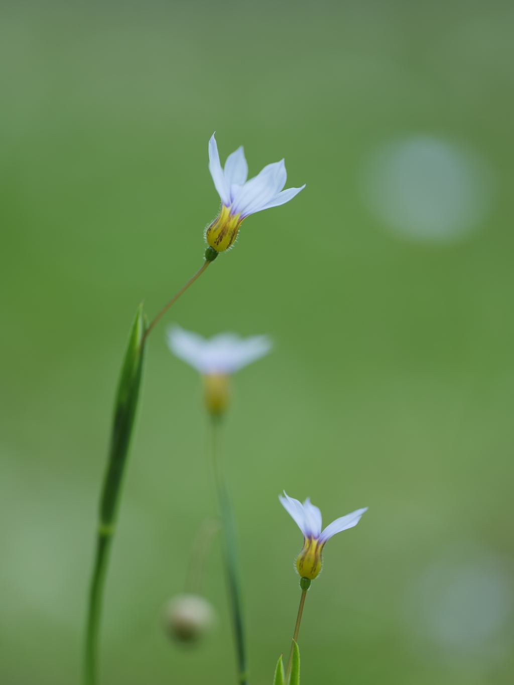 庭石菖(ニワゼキショウ)2