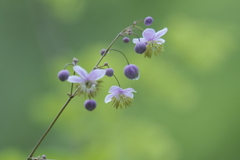 紫錦唐松（シキンカラマツ）