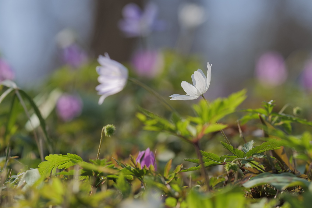 菊咲一華（キクザキイチゲ）