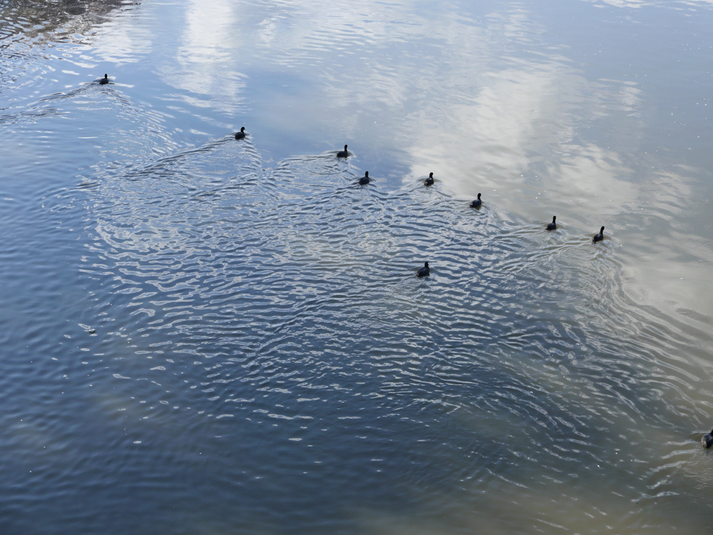 オオバン Formation