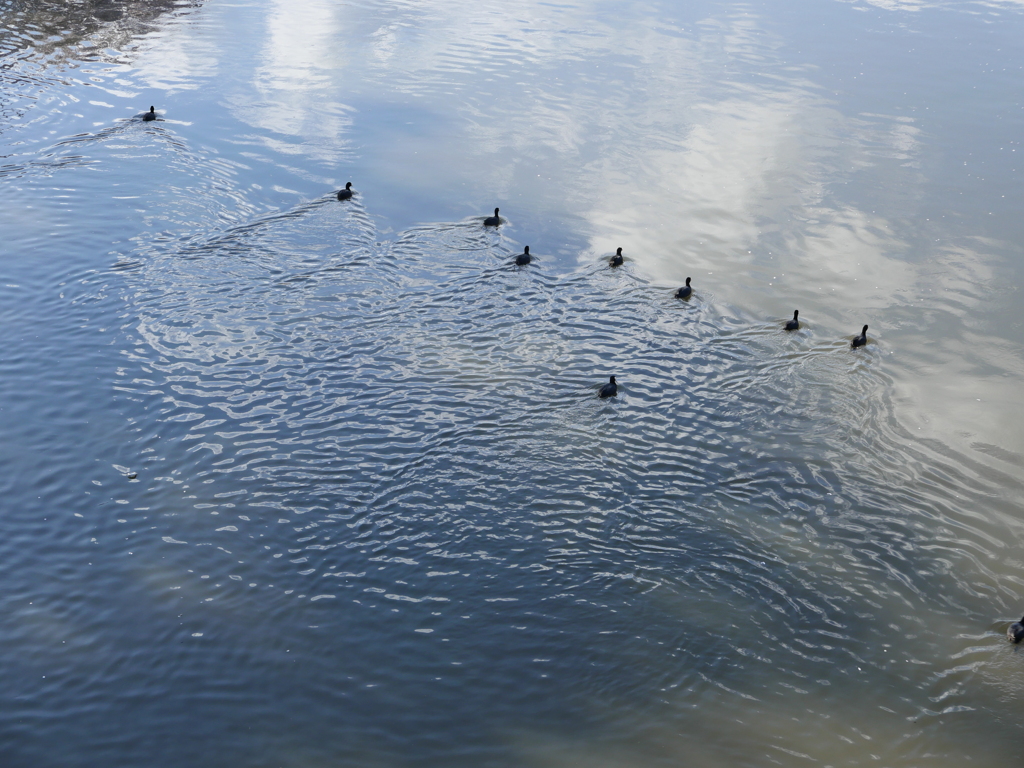 オオバン Formation