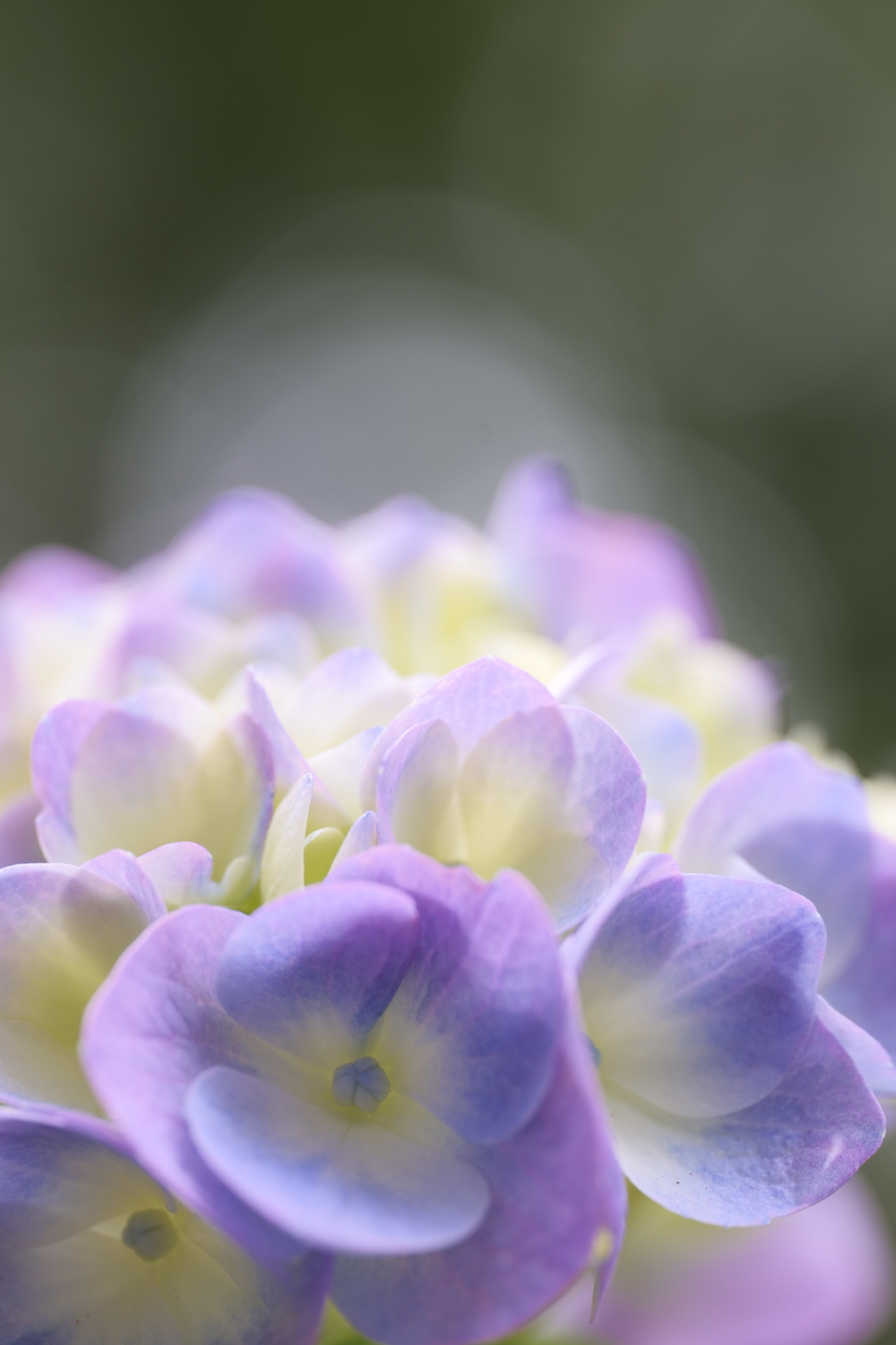 紫陽花(アジサイ)3